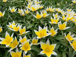 yellow flowers