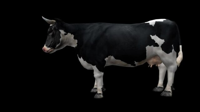 Cow With Alpha Channel
