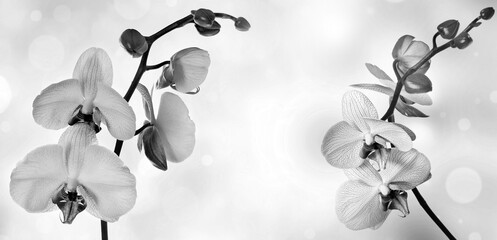 orchid and empty space for text black and white