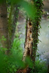 Tronc d'arbre trou d'oiseau cherche nourriture - insecte écorce bois mort