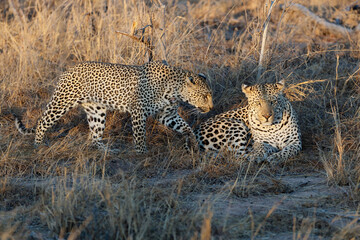Obraz premium The female leopard tries to seduce the male leopard in Sabi Sands Game Reserve in the Greater Kruger Region in South Africa