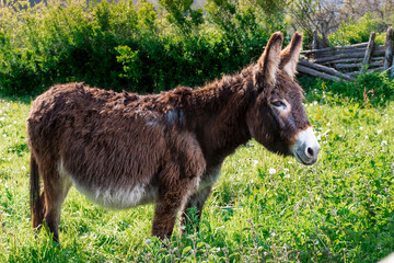 General shot of a brown donkey in a meadow on a farm in Asturias.For the photographic shot a mixture of natural light and artificial light was used and it was taken in horizontal format. - obrazy, fototapety, plakaty