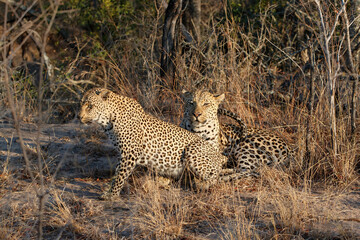 The female leopard tries to seduce the male leopard in Sabi Sands Game Reserve in the Greater Kruger Region in South Africa