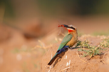 White fronted Bee eater (Merops bullockoides) sitting above above the nest holes in the riverbed of the Zambezi before bringing the insects to the young birds in Mana Pools National Park in Zimbabwe 