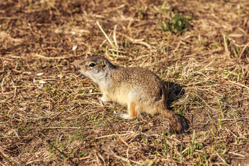 Naklejka na ściany i meble Ground squirrel Spermophilus or souslik in its natural habitat. Top view gopher rodent.