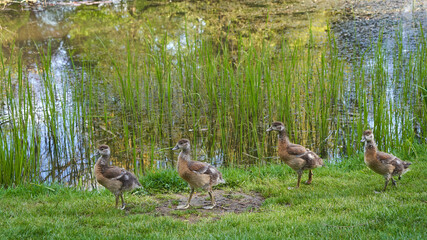 Waterbird offspring egyptian geese (Alopochen aegyptiacus, Nilgans) before a small lake on a green meadow. Animals walking. Spring time. Side view.