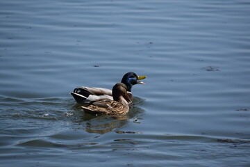 Obraz premium Duck
