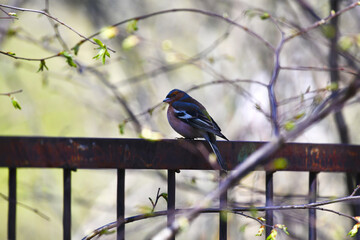 Finch (lat.Fringílla coélebs). A songbird sits on a metal fence.