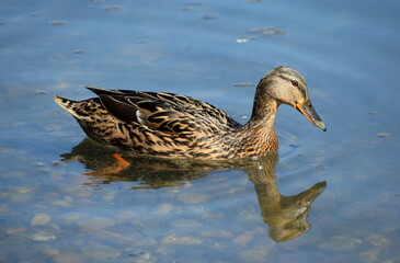 Duck