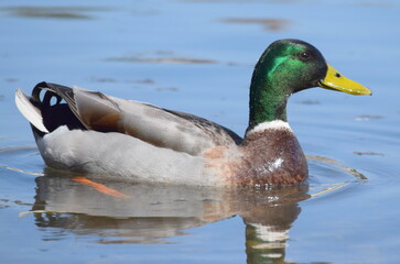 duck