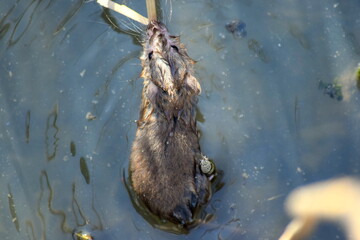 rat,swimming