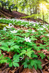 Sun bursting through early growth green woodland in scandinavia forest of gothenburg sweden