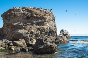 Fototapeta na wymiar Pismo Beach cliffs and flock of birds, California Coastline