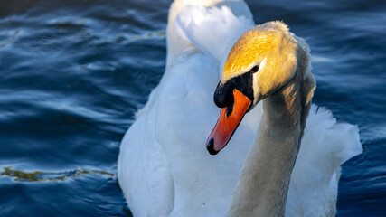 Obraz premium White swan in close up during Sunset