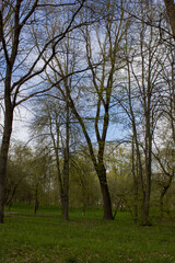 Spring landscape: Tall trees of the park with young leaves against the background of the evening blue sky.
