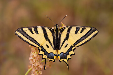 Tiger swallowtail butterfly ; Papilio alexanor