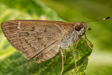Moth. Macro photograph of a moth on a leaf