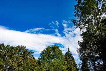 Fototapeta na wymiar chmury na niebie 