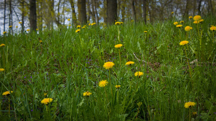 Spring natural background: Bright green grass and yellow dandelions on the hillside.