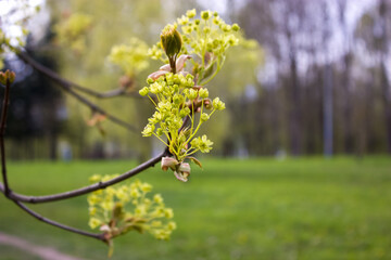The first spring greens: maple flowers on a blurred background in the park.