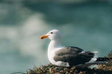 Close up portrait of seagull on the beach, soft blur turquoise colored water background
