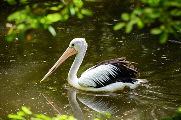 Pelican floating on the surface of the lake.