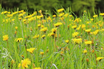 a lot of blooming dandelions in the field