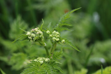 close up of blooming wild flower