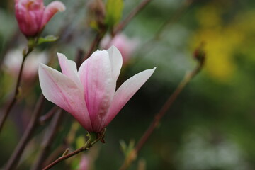 close up of blooming magnolias