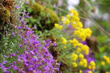 close up of  colorful blooming flowers 