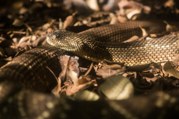 Cascavel é uma serpente peçonhenta com poderoso veneno (Crotalus durissus) neurotóxico . Ela possui um chocalho na extremidade da cauda que utiliza para afugentar não predadores. 