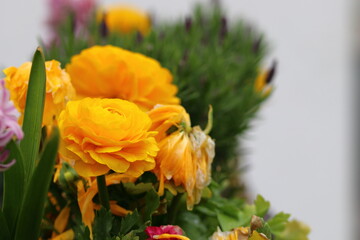 close up of beautiful flowers