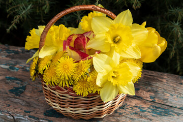 daffodils in basket