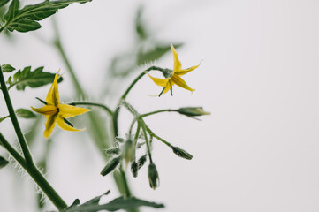 Details, Makro von einzelner Blüte und Knospen von Tomaten, Tomatenpflanze im Sonnenlicht. Tomatenblüten