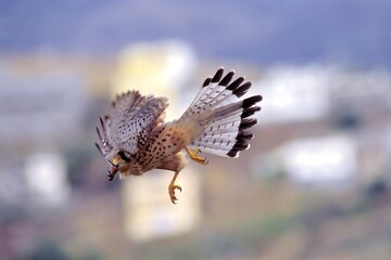 Cernícalo macho cazando. Male kestrel hunting.