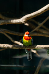 colorful parrot sitting on a branch