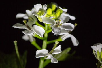 Fototapeta na wymiar Weiße Blüten mit schwarzen Hintergrund.