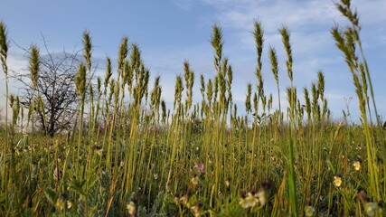 Low angle view meadow spikelets, wildflowers and herbs against sunset sky. Green grass swaying from wind. Ears of meadow grass at pasture in blooming season of springtime. Natural background