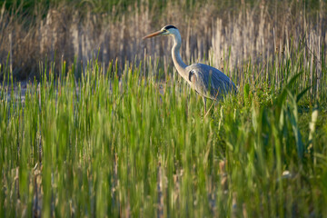1 Heron (Ardea cinerea, Graureiher). Water bird between different green and brown plants . Side view.