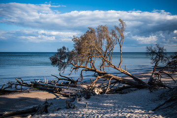 Storm broken trees on the Baltic sea coast, Kolka, Latvia.