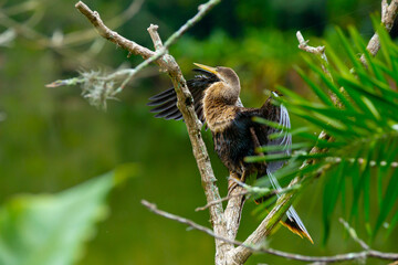 A biguatinga (Anhinga anhinga) é uma ave aquática que chama a atenção pelo porte na cor preta e na arvore no lago.