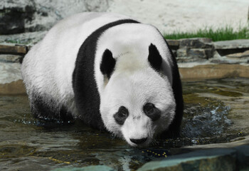 Giant panda (Ailuropoda melanoleuca) in pond