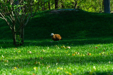 goose walking on green grass on a sunny day