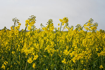 Obraz premium Field of blossom rapeseed flowers. Photo taken outside Helsingborg, Sweden