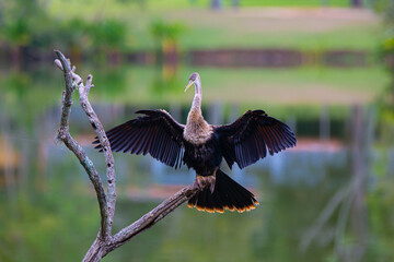 A biguatinga (Anhinga anhinga) é uma ave aquática que chama a atenção pelo porte na cor preta e na arvore no lago.