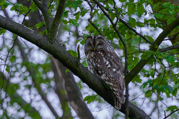 1 tawny owl (Strix aluco, Waldkauz). Bird with brown feathers. Animal sitting at dusk on a branch with half opened eyes, surrounded by green leaves.