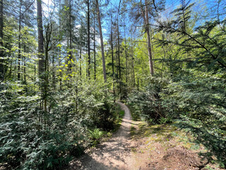 MTB Route through the forest of Rijssen