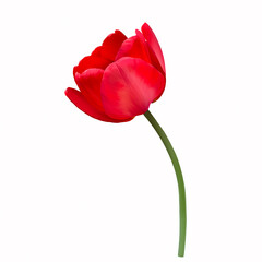 Red Tulip on white background