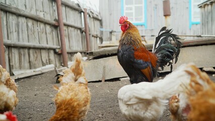Handsome Rooster in a Garden. Multi-colored chickens near the chicken coop. Multi-colored hens and roosters in the barnyard. Multi-colored rooster in the yard of the farm.