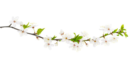 Branch of white spring blossom. Isolated on white. Path included.